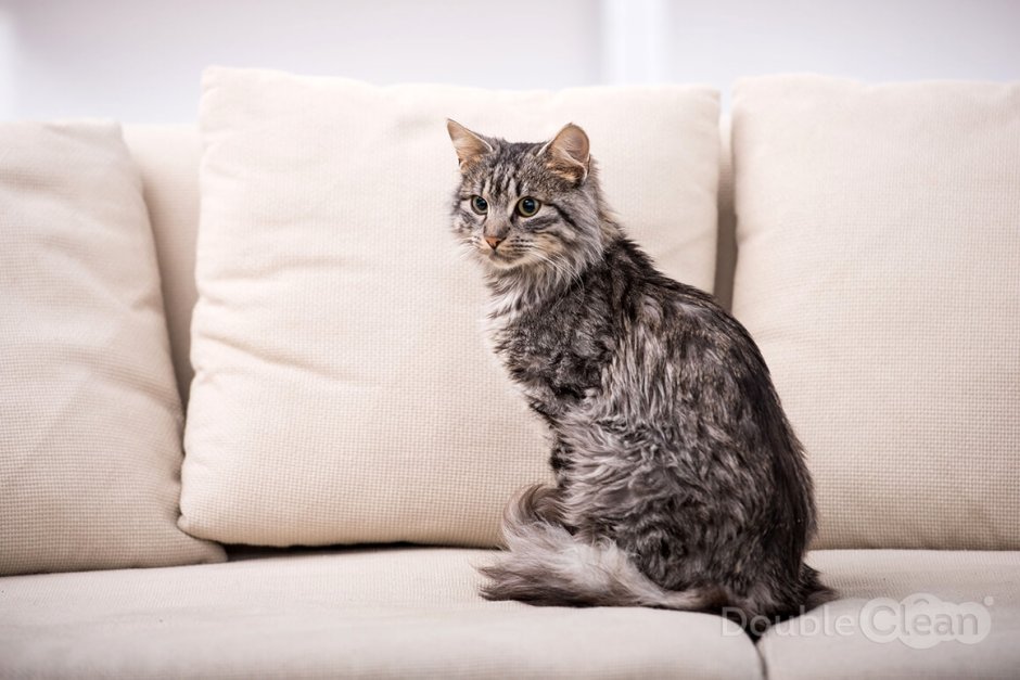 Кошка сидит на красивом диване