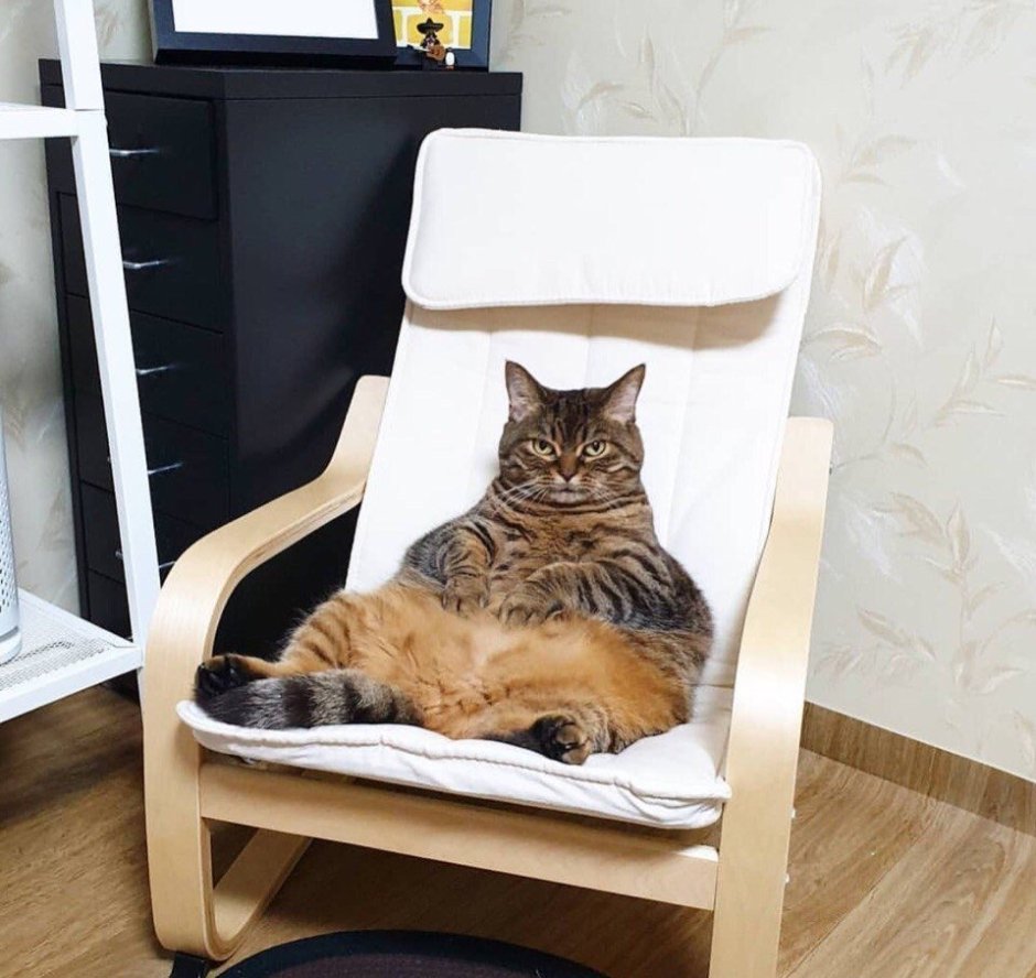 Кот сидит в кресле