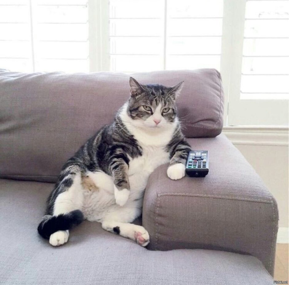 Кошачья шерсть на диване