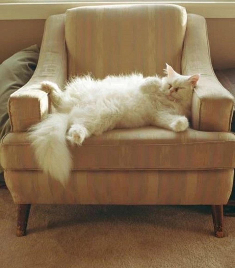 Кот с пультом на диване