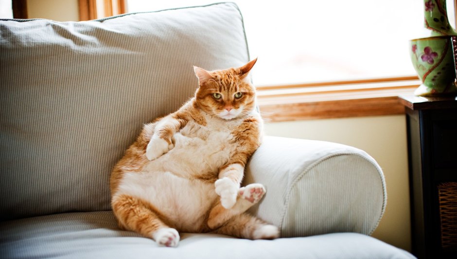 Рыжий кот на диване