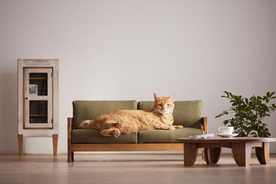 Трехцветная кошка на диване
