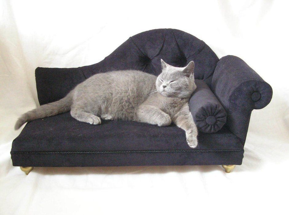 Котик на диване