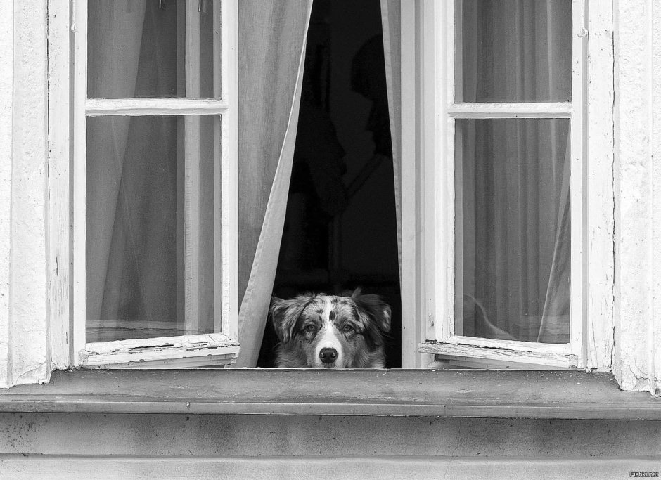 Собака заглядывает в окно