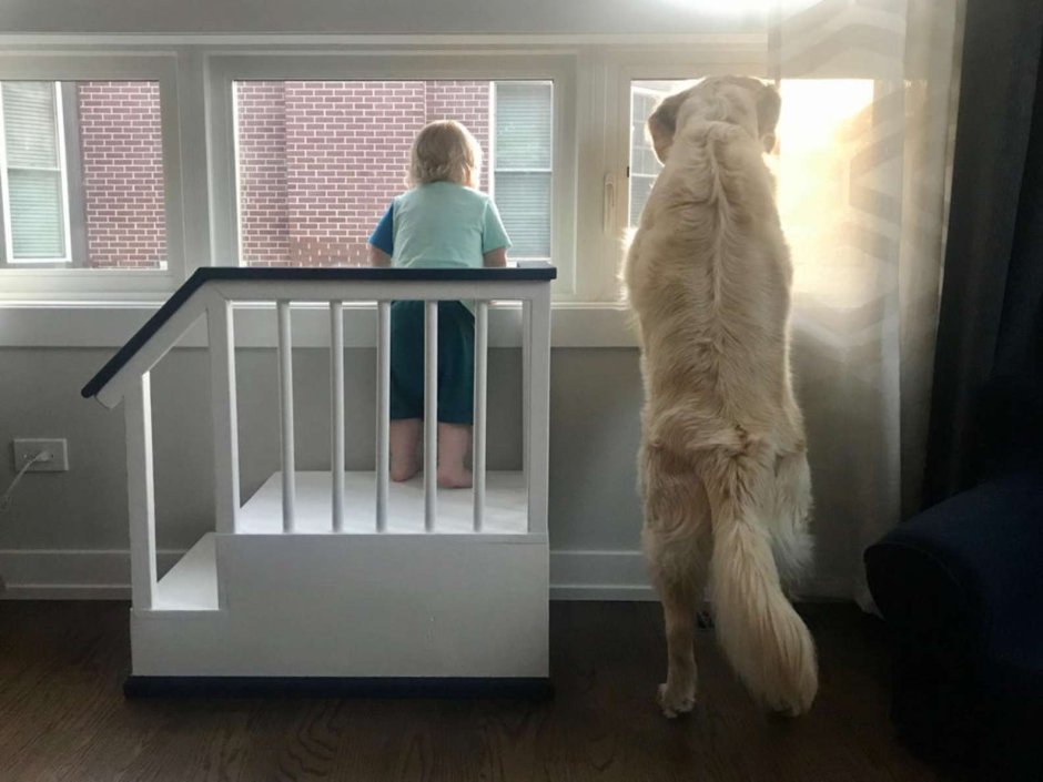 Собака ждет