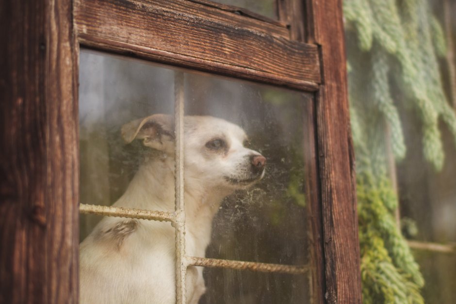 Собака в окне