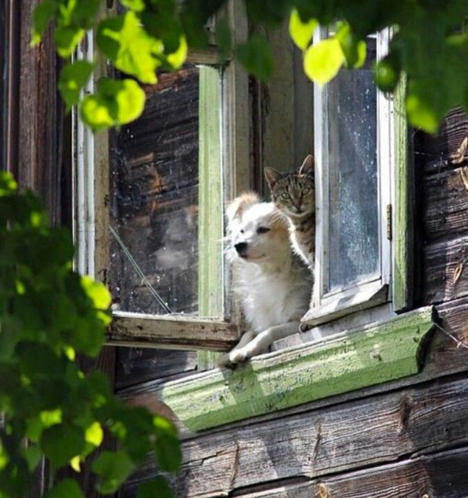 Маленькая собачка смотрит в окно картинки