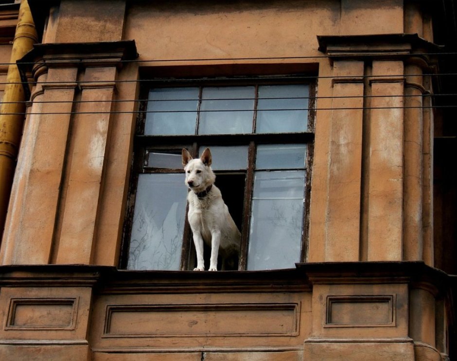 Собака ждет у окна