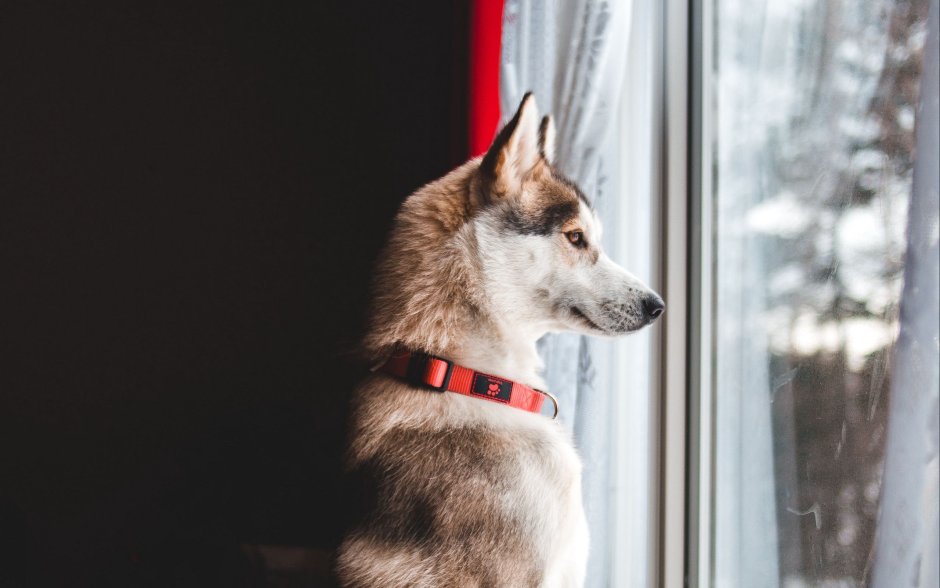 Собака смотрит в окно и ждет