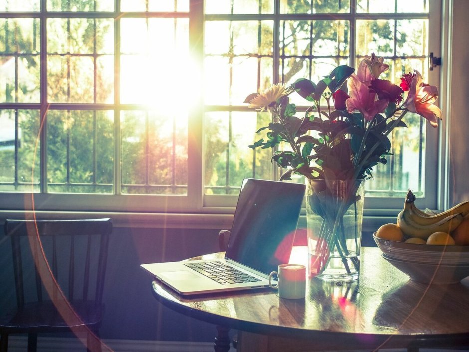 Цветы на окне в лучах солнца