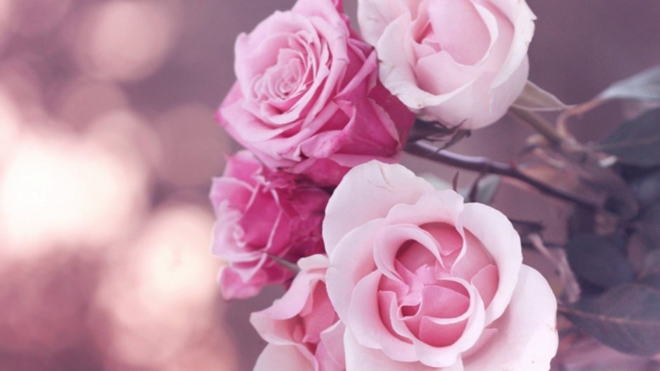 Розовые цветы нежность