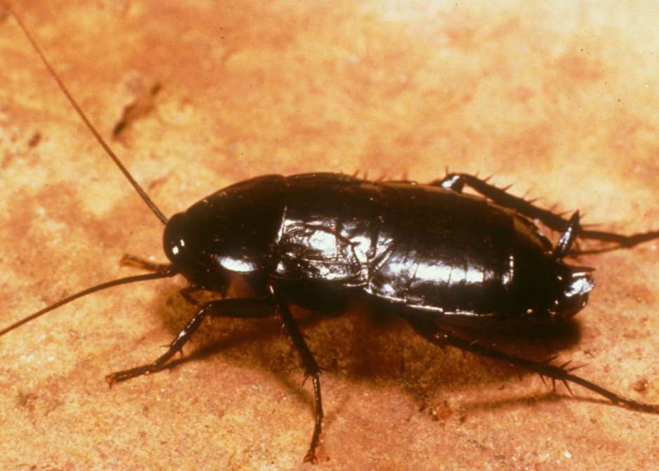 Черный Восточный таракан (Blatta orientalis)