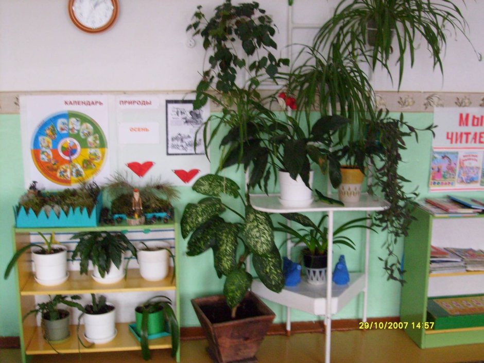 Уголок комнатных растений в ДОУ
