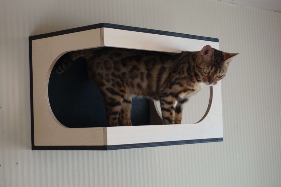 Прозрачный настенный домик для кошек