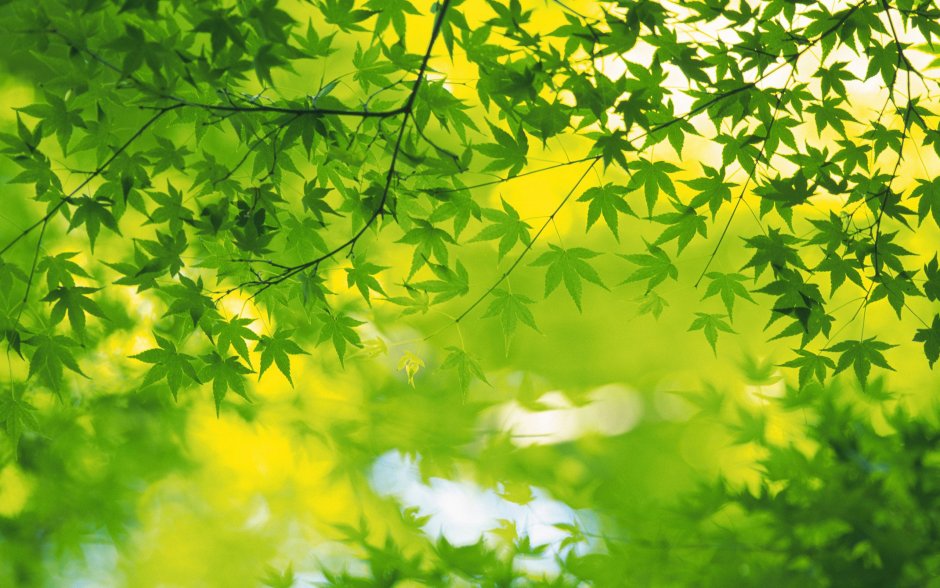 Green растения Эстетика пинтерес