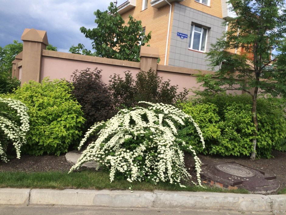 Спирея Норвежская Грефшайн