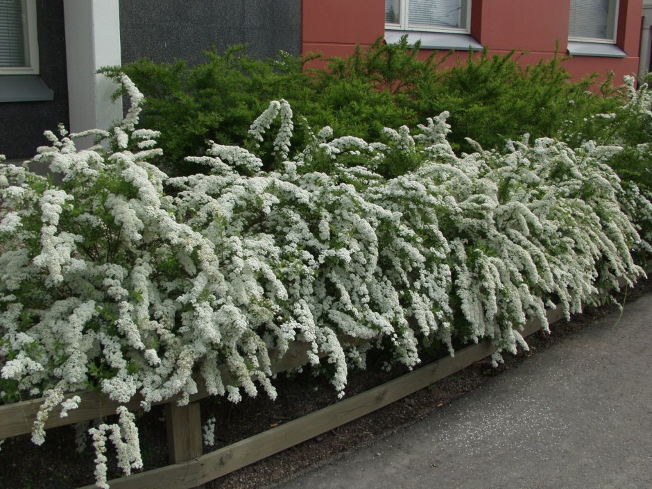 Спирея серая Grefsheim