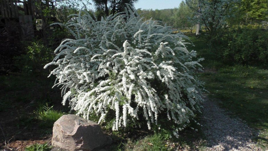Спирея серая Грефшейм