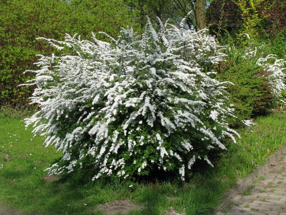 Спирея серая Грефшейм (Spiraea cinerea Grefsheim) р9