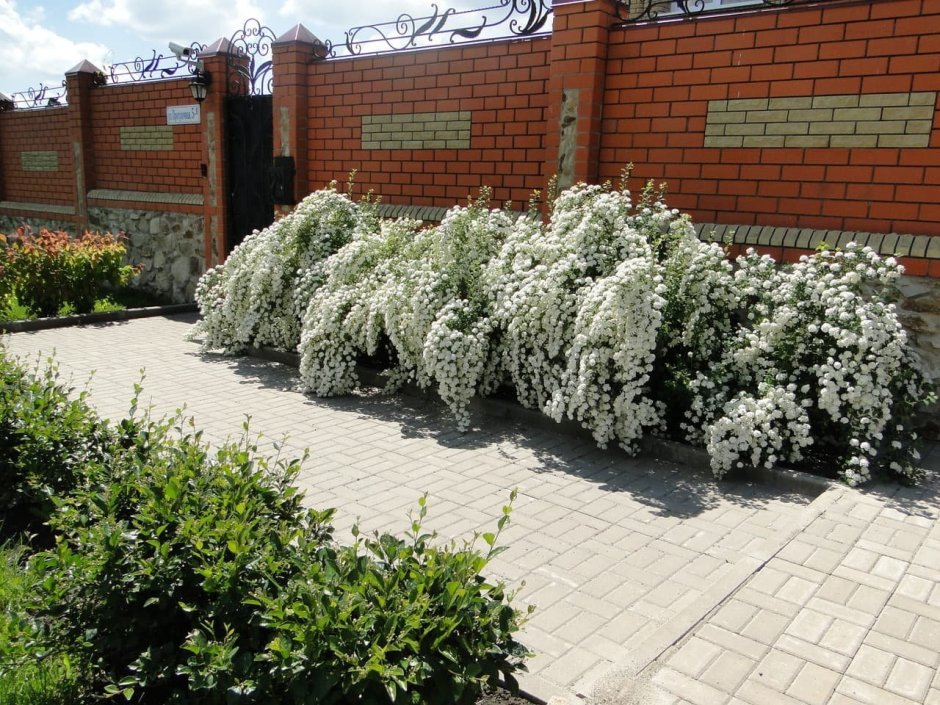 Спирея серая Грефшейм