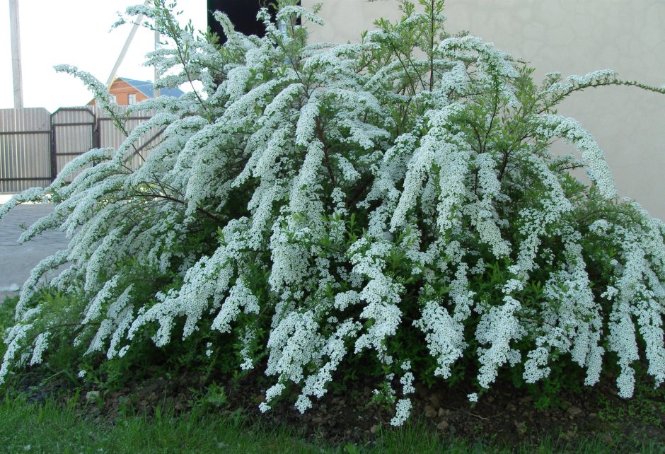 Спирея Грефшейм изгородь
