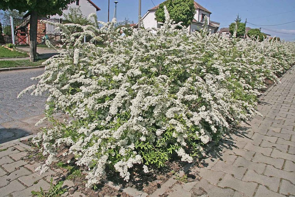 Спирея серая Грефшейм