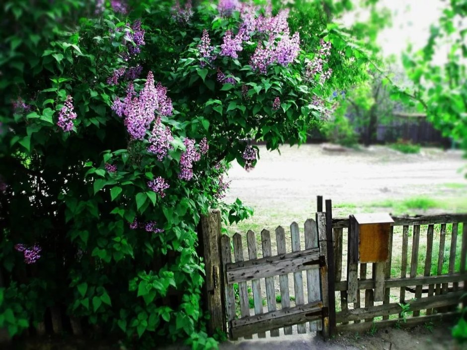 Сирень в палисаднике