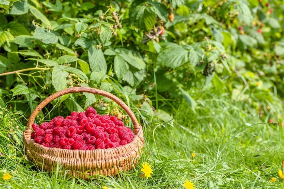 Малина в ландшафтном дизайне