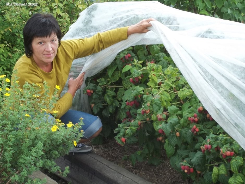 Малина кустарниковая