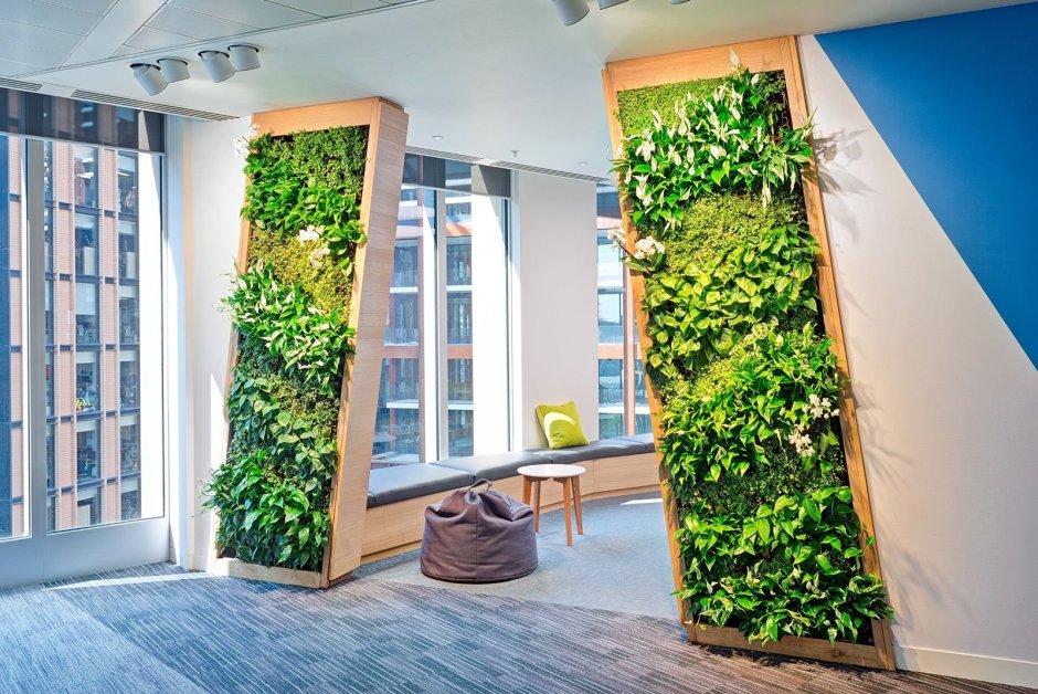 Зелень фитостена