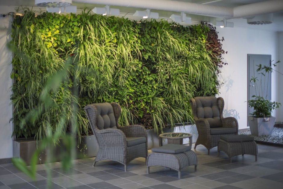 Хлорофитум фитостена