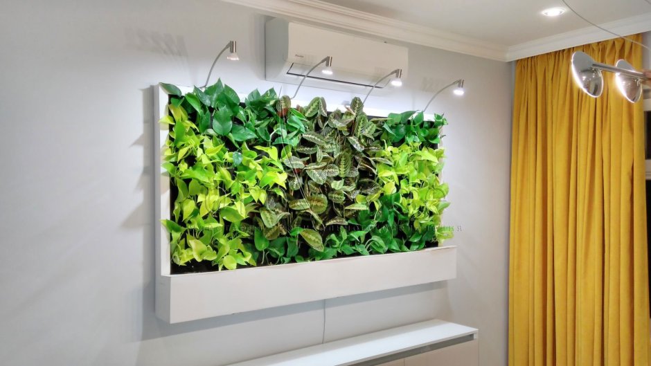 Фитостена с монстерой