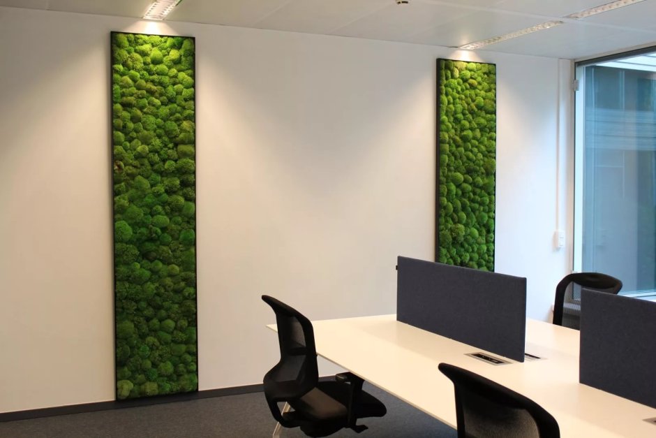 Фитостена мох