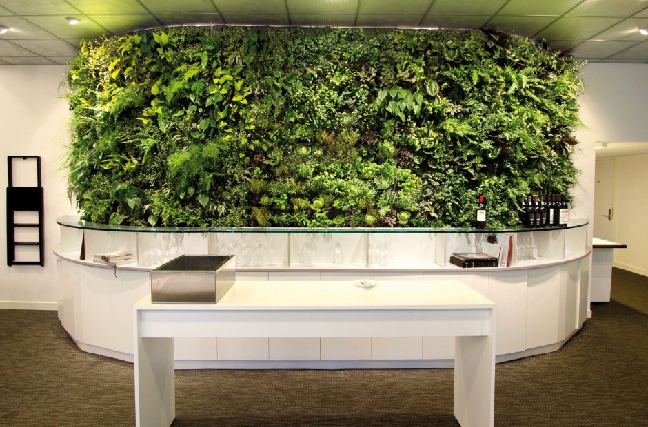 Ресепшн фитостена растение