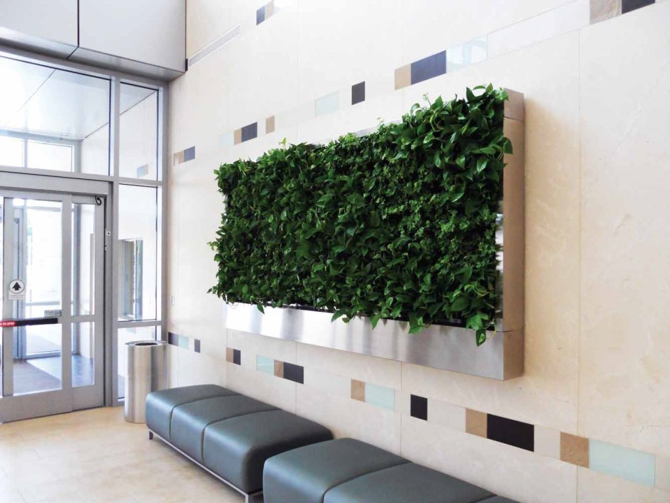 Зеленая фитостена