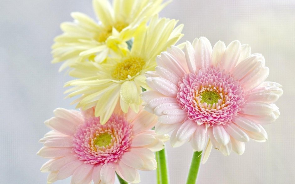 Гербера Снежная Gerbera Nivea