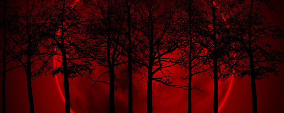 Черный лес на Красном фоне
