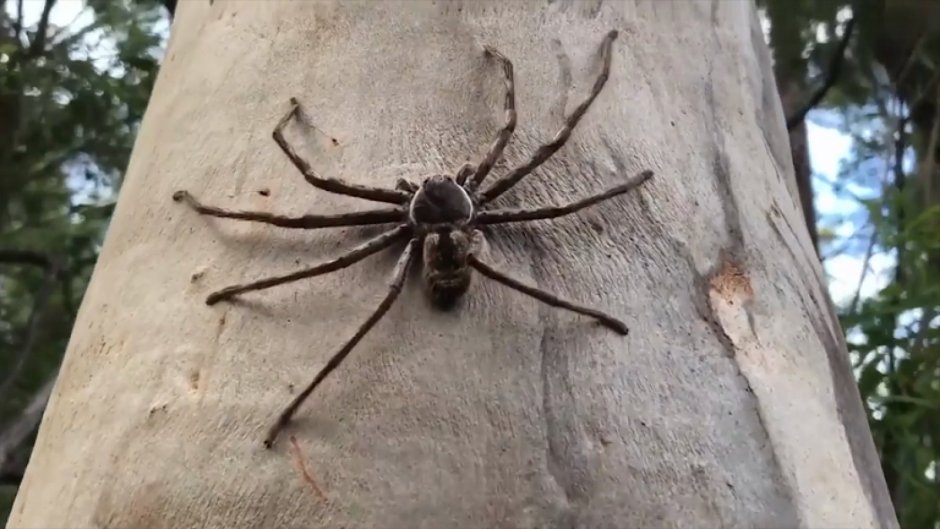 Самый большой паук в мире Австралия