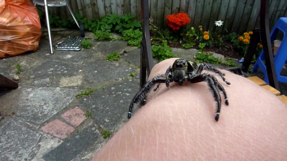 Огромные пауки ползают по домам