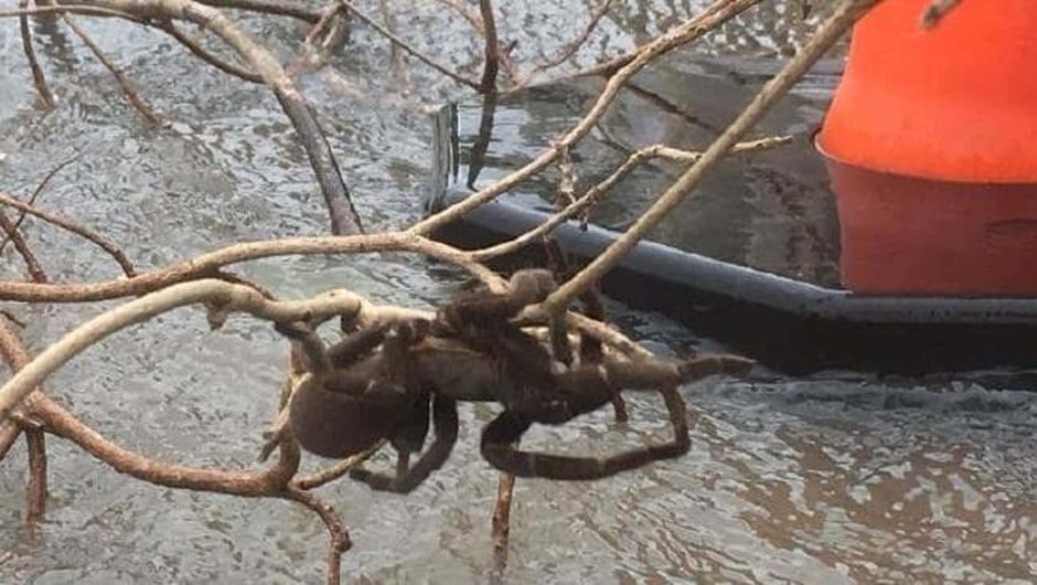 Пауки спасаются от наводнения