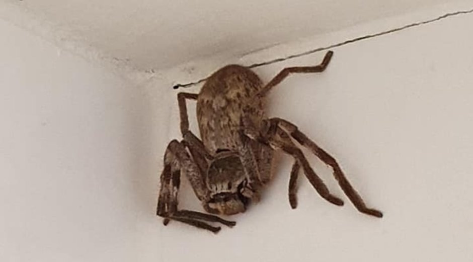 Гигантские пауки в Австралии