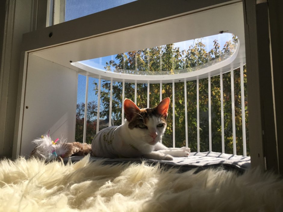 Кошачий балкон