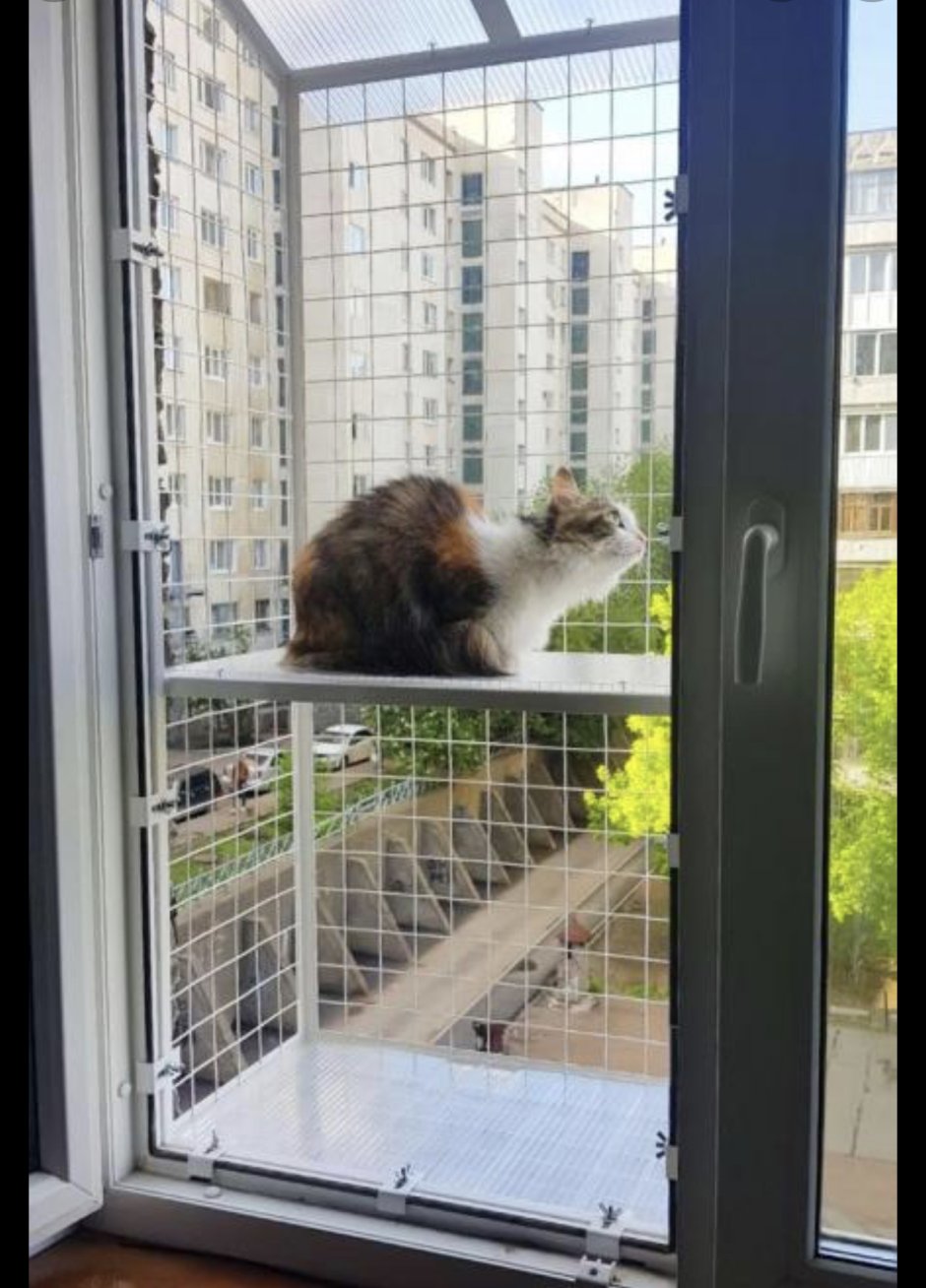 Кот из окна
