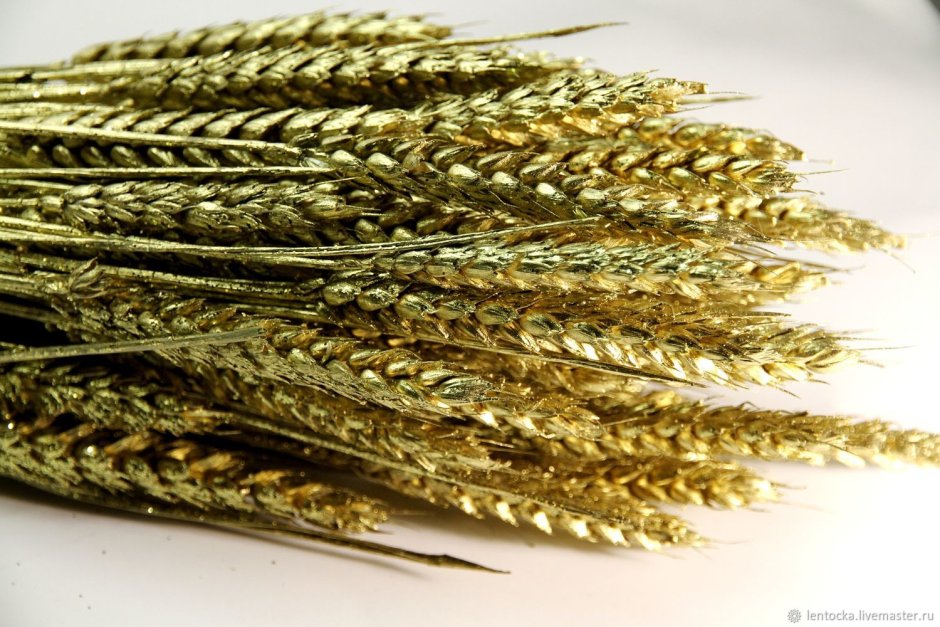 Декоративные колосья пшеницы