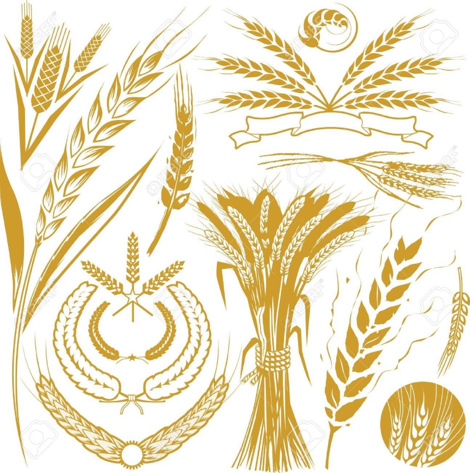 Узор из колосьев пшеницы
