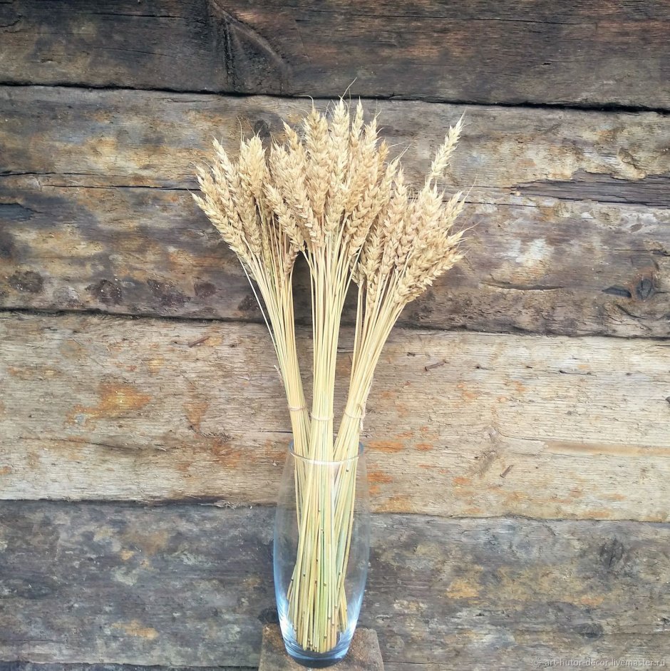 Сухоцвет пшеница Безостая