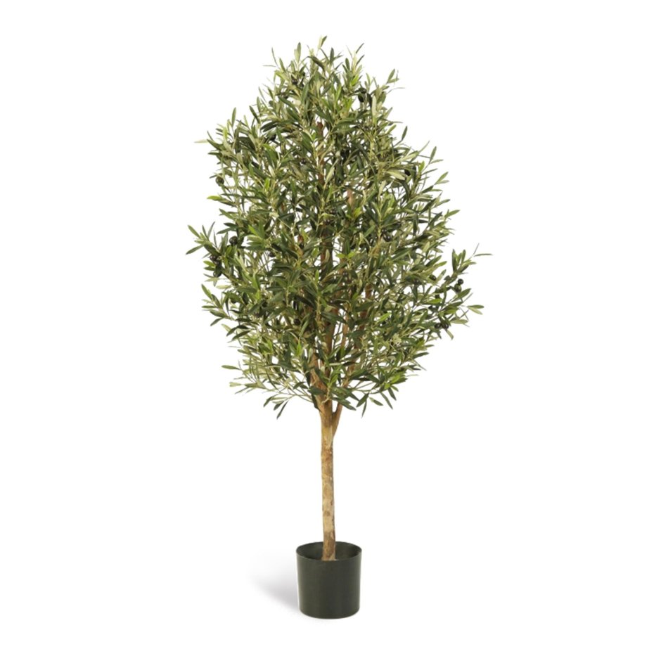 Pibig олива дерево