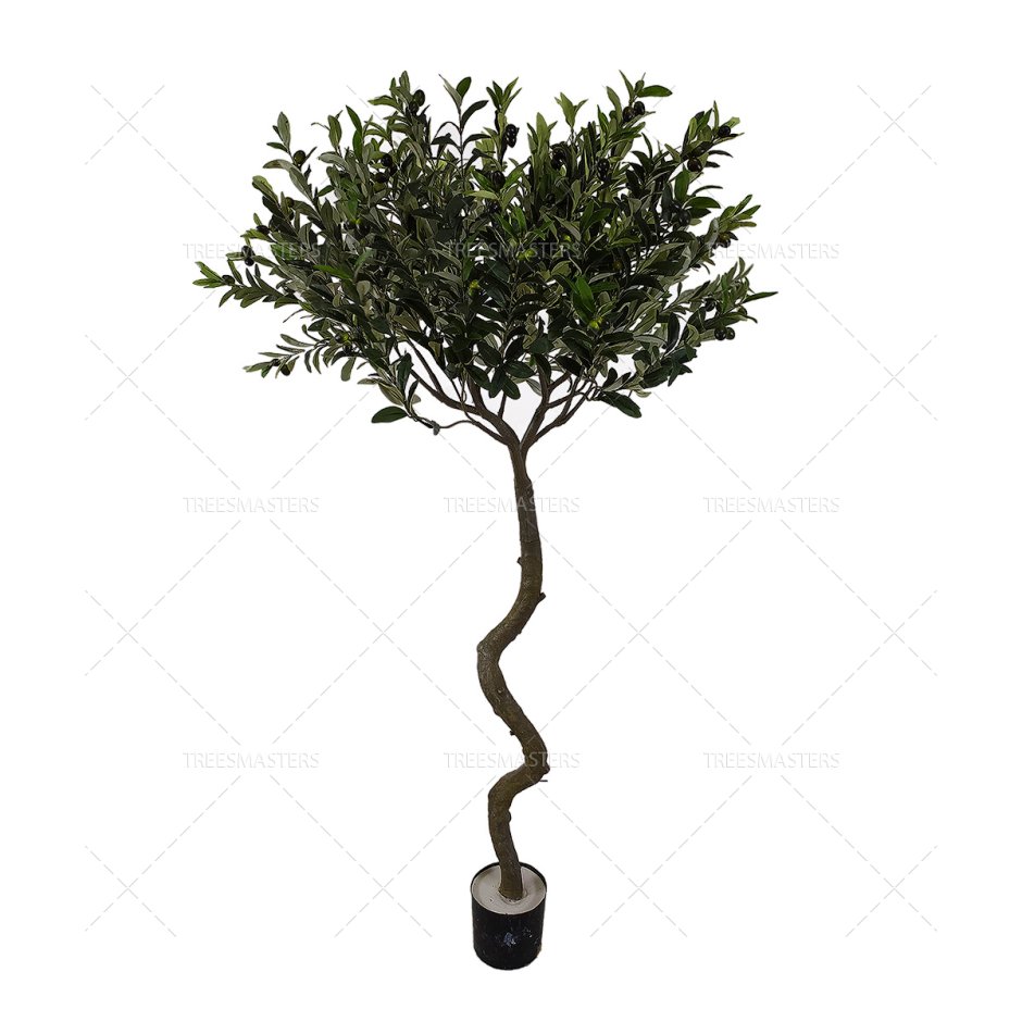 Olive Tree Decorate