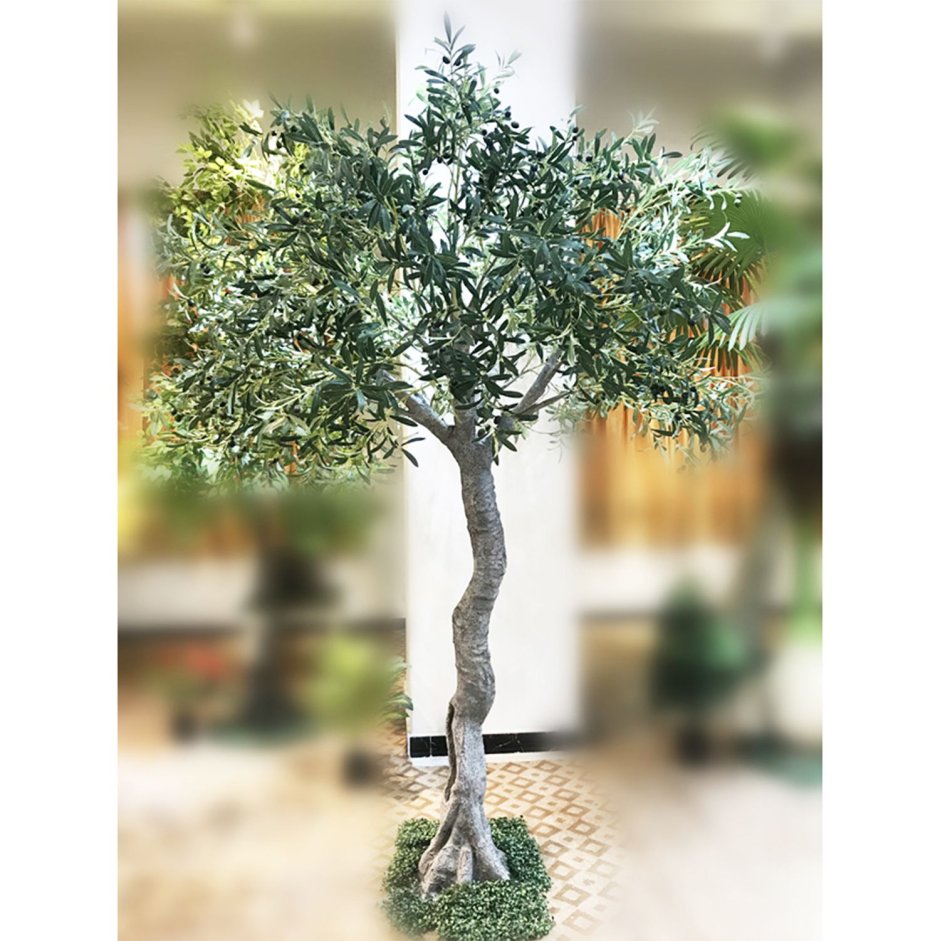 Олива дерево комнатное растение