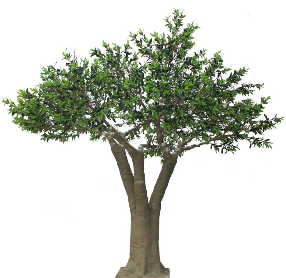 Энджой дерево